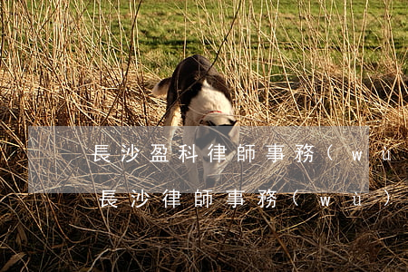 長沙盈科律師事務(wù)所律師名單(盈科長沙律師事務(wù)所官網(wǎng))