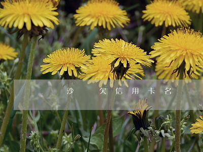 長沙縣欠信用卡名單(長沙征信黑名單人員)