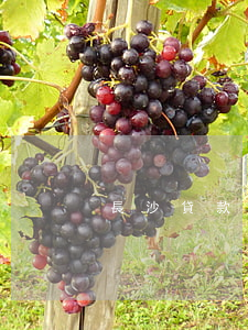 長沙貸款逾期找律師(長沙刑事訴訟律師咨詢)