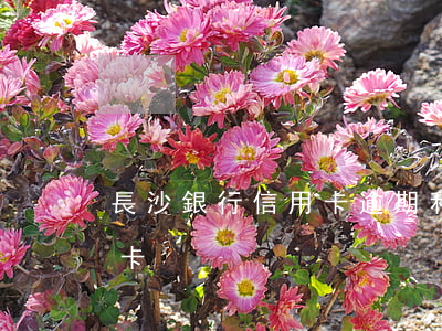 長沙銀行信用卡逾期利息(長沙銀行注銷信用卡)