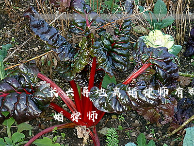 长兴异地离婚律师有哪些(湖南长沙有名的离婚律师)