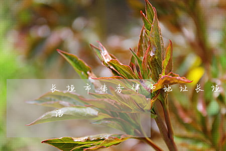 长垣市债务律师地址(长垣市债务律师地址电话)