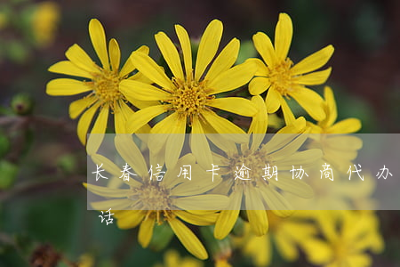 长春信用卡逾期协商代办(信用卡逾期协商电话)