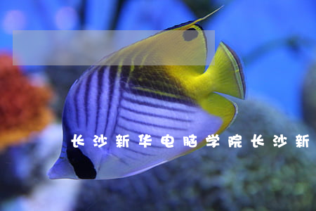 长沙新华电脑学院(长沙新华电脑学院)