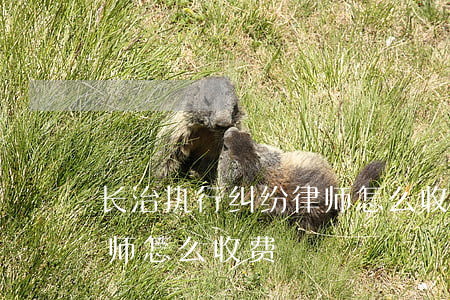 长治执行纠纷律师怎么收费(长治执行纠纷律师怎么收费)