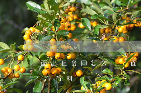 門面出租合同怎么寫(門面出租合同怎么寫對乙方有利)
