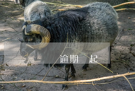閃貸俠逾期會起訴嗎(閃貸倒閉了嗎)