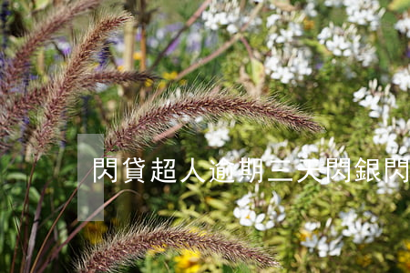 閃貸超人逾期三天(閃銀閃貸有三天寬限期)