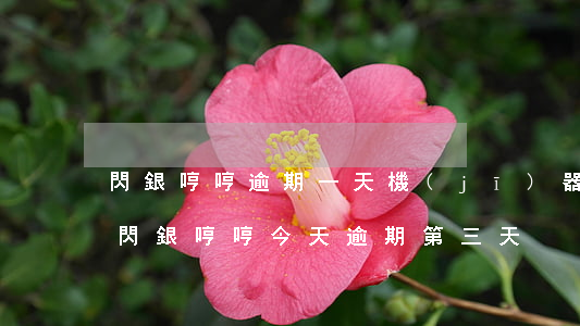 閃銀哼哼逾期一天機(jī)器人打電話-閃銀哼哼今天逾期第三天