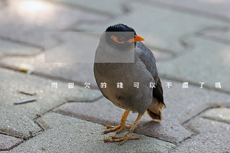 閃銀欠的錢可以不還了嗎(閃銀的錢還要還嗎)