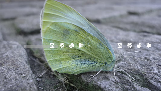 閃銀至尊逾期-閃銀至尊逾期