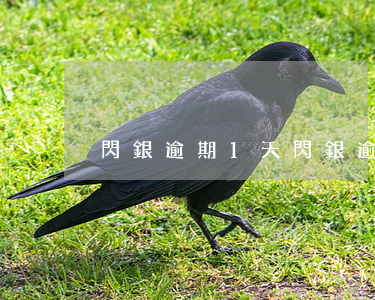 閃銀逾期1天 閃銀逾期好幾個月會怎么樣