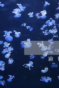 閃銀逾期一個月怎么辦（閃銀逾期一個月）