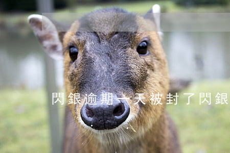 閃銀逾期一天被封了(閃銀逾期一年多)