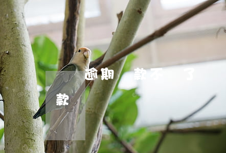 閃銀逾期還款不見了(閃銀賬單沒有了怎么還款)