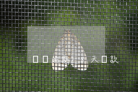 閃鐵逾期28天還款