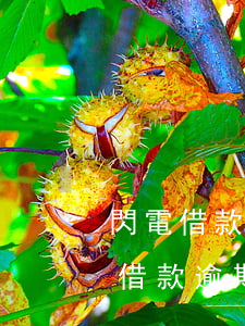 閃電借款可以協(xié)商還本金呢（閃電借款逾期了可以協(xié)商還款嗎）