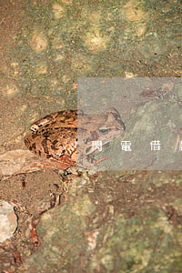 閃電借款欠400(閃電借款欠400)