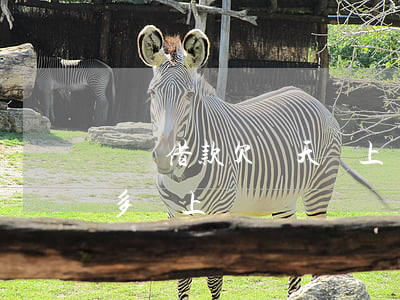 閃電借款欠幾天會上門嗎(閃電借款1000多會上門嗎)