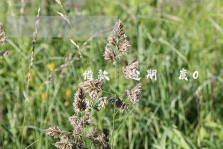 閃電借款沒逾期額度0(閃電貸余額為0)