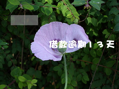 閃電借款逾期13天(閃電借款最近怎么了)
