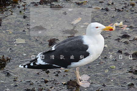 閃電借款逾期了2年(閃電借款最近怎么了)