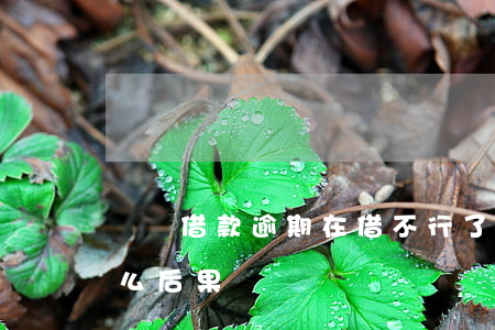 閃電借款逾期在借不行了(閃電借款不還有什么后果)