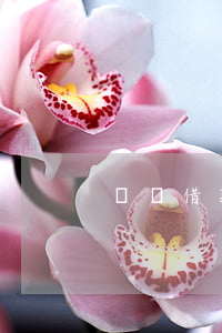 閃電借款逾期清0(閃電借款逾期賬單沒有了)