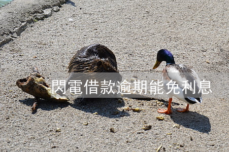 閃電借款逾期能免利息