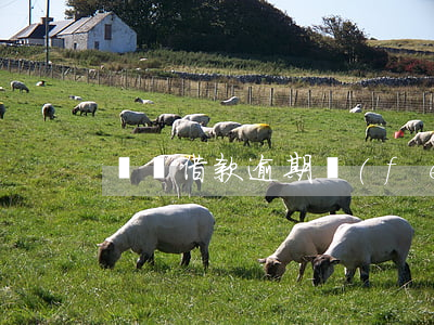 閃電借款逾期費(fèi)真高(閃電貸借錢)