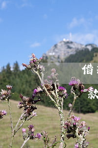 閃電借款逾期違約金太貴(閃電貸逾期后要全額還款)