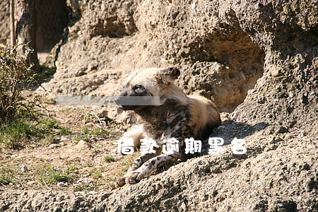 閃電借款逾期黑名單(閃電借款最新消息)