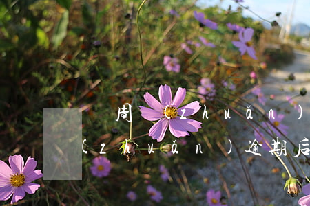 閃電周轉(zhuǎn)倒閉了嗎（閃電周轉(zhuǎn)逾期后不通過）
