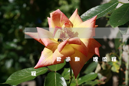 閃電貸款逾期處理流程(閃電貸款逾期處理流程)