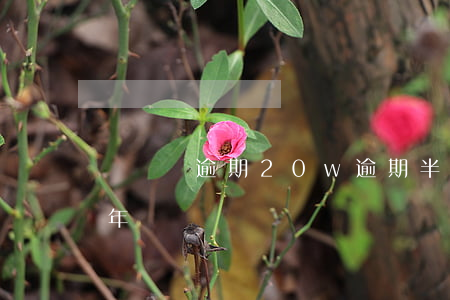 閃電貸逾期20w逾期半年(閃電借款逾期兩年)