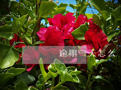 閃電貸逾期一天怎么辦(閃電貸逾期一天怎么辦)