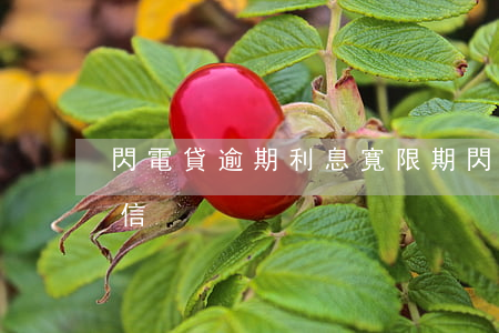 閃電貸逾期利息寬限期(閃電貸逾期多久上征信)