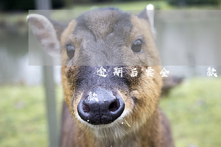 閃電貸逾期后要全額還款(閃電貸逾期后要全額還款)