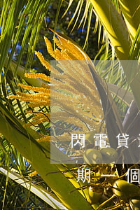 閃電貸還款晚了一小時(shí)（閃電貸逾期一個(gè)月要求全額還款）