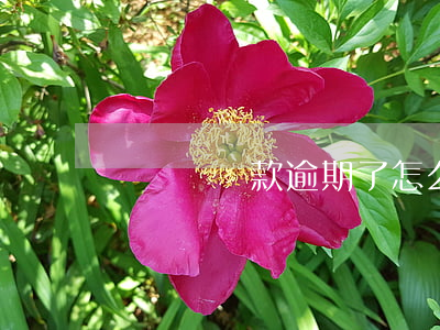 閃電貸還款逾期了怎么辦(閃電貸逾期嚴重嗎)
