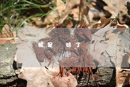 閆妮是離婚了嗎