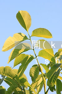 開(kāi)發(fā)商逾期交房訴訟時(shí)效（交房逾期調(diào)解和審判對(duì)被告的影響）