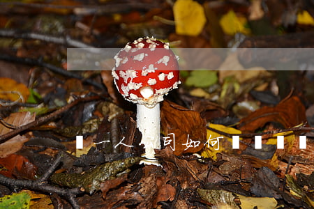開一人公司如何來賺錢(開公司能賺錢嗎)