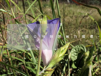 開公司倒閉無力償還-公司倒閉無法償還債務(wù)