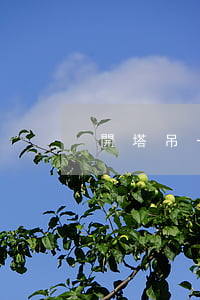 開塔吊一個(gè)月多少錢