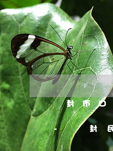 開封市口碑好的民事債務(wù)律師推薦-開封民事律師事務(wù)所排名