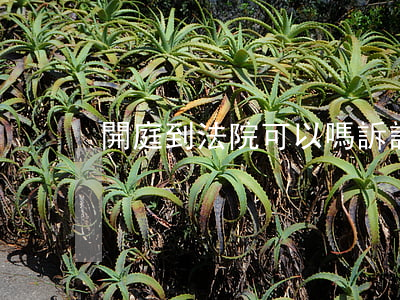 開庭到法院可以嗎(訴訟需要開庭嗎)