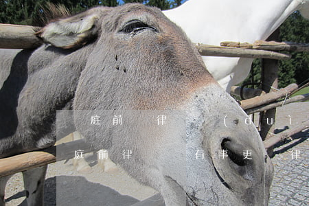 開庭前換律師對(duì)案件有影響嗎(開庭前律師說有事更換律師)