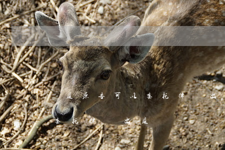 開庭原告可以委托律師出庭嗎(開庭原告可以委托律師出庭嗎)