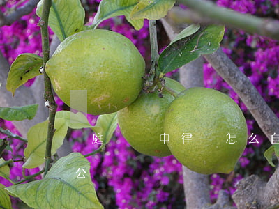 開庭筆錄中律師怎么自我介紹(證人筆錄開庭公開嗎)